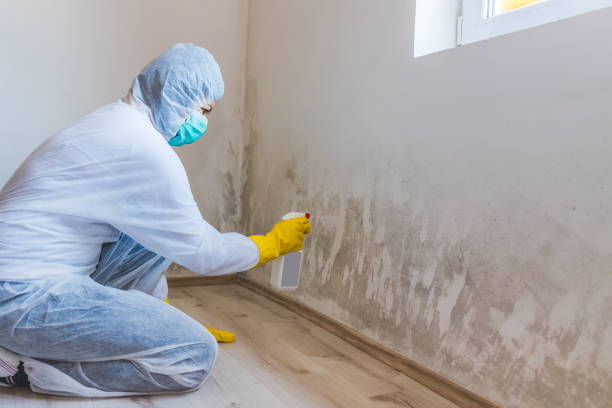 Licensed Basement Mold Removal service in Centreville, VA - WQB Mold Removal