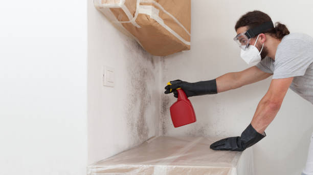 Professional Basement Mold Removal technician working in Centreville, VA