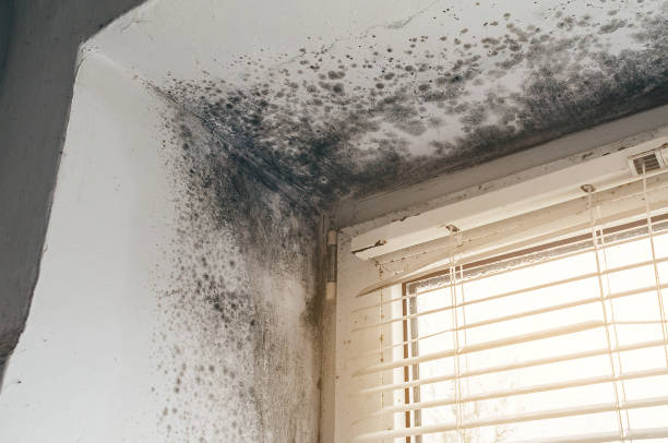 Affordable Basement Mold Removal solutions in Centreville, VA