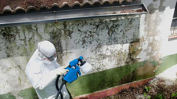 Top rated local Basement Mold Removal specialists in Centreville, VA